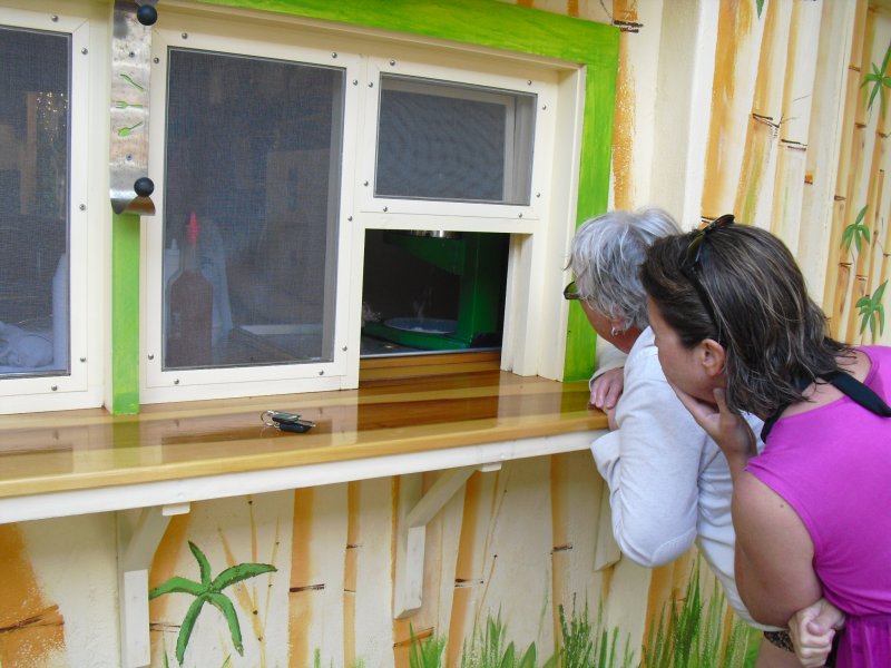 Shave Ice window