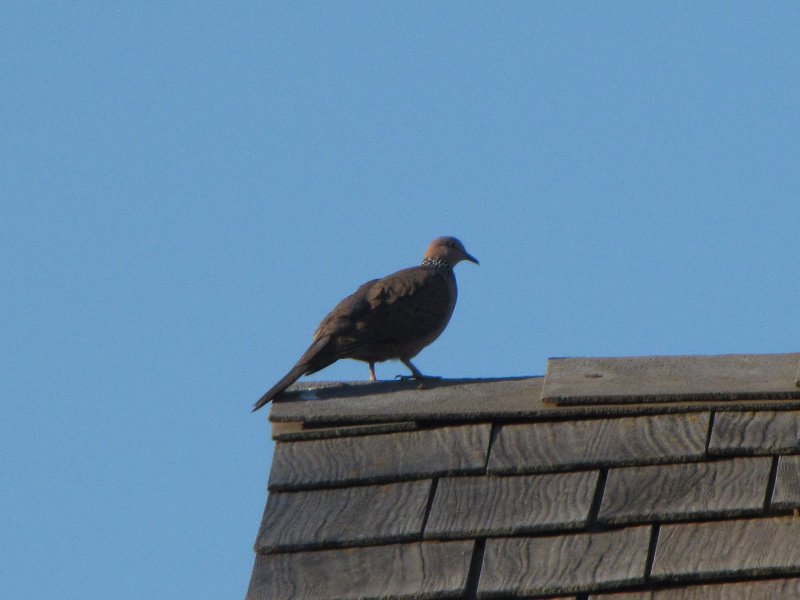 Zebra Dove