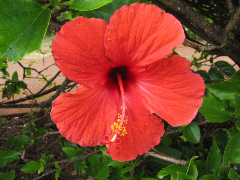 Hibiscus