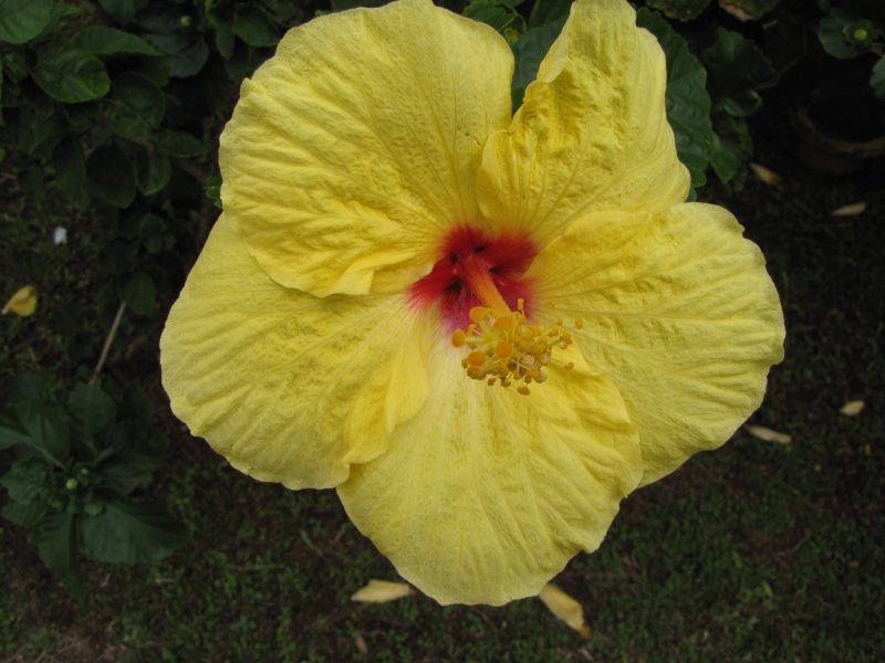 Hibiscus