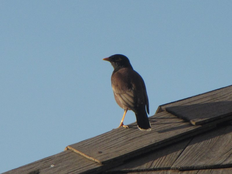 Common (very) Myna