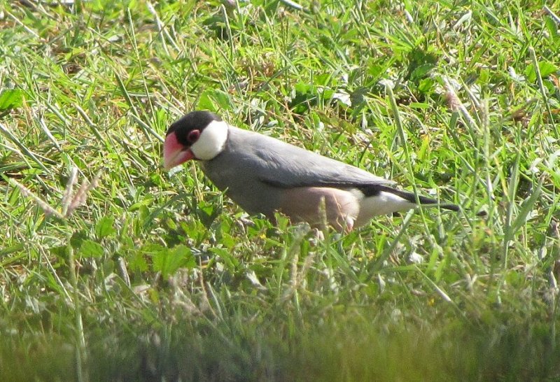 Java Sparrow