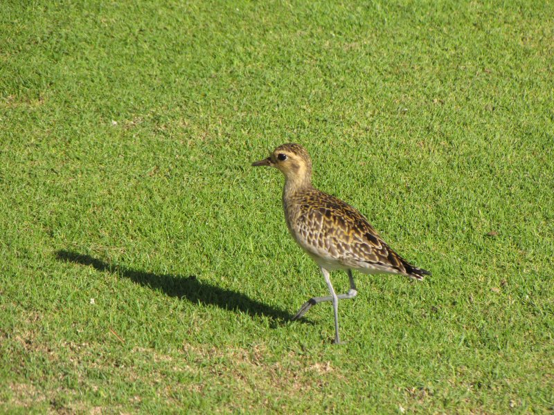 Pacific Golden-Plover