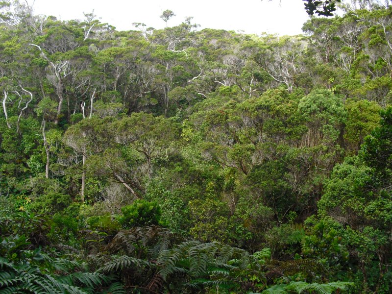 Alakai Swamp Overlook