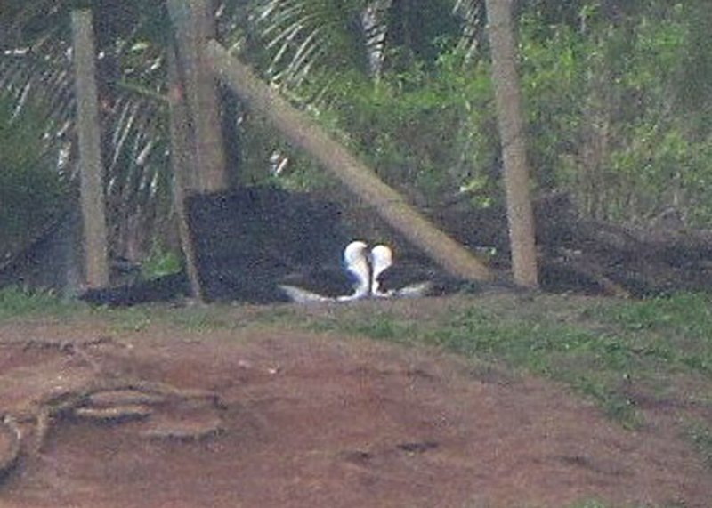 Laysan Albatrosses