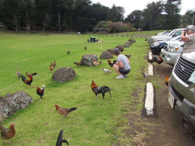 Meredith feeding chickens