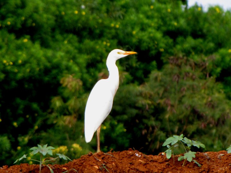 Cattle Egret
