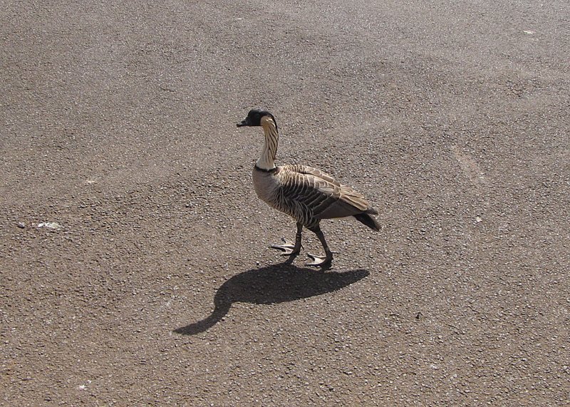 Hawaiian Goose
