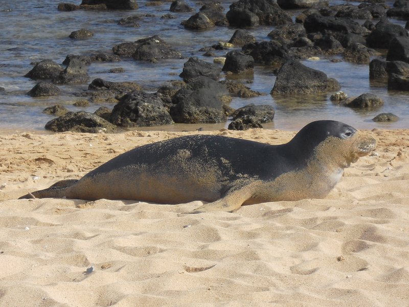 Endangered Monk Seal