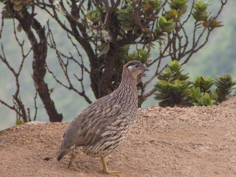 Erckels Francolin