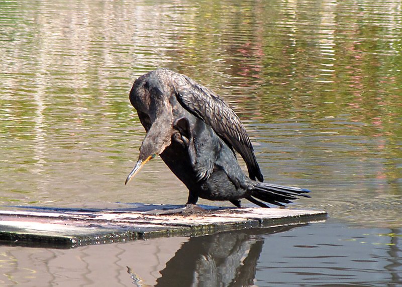 Double-crested Cormorant