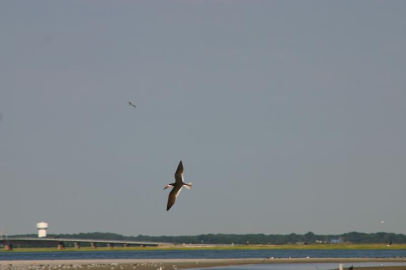 Flying Skimmer