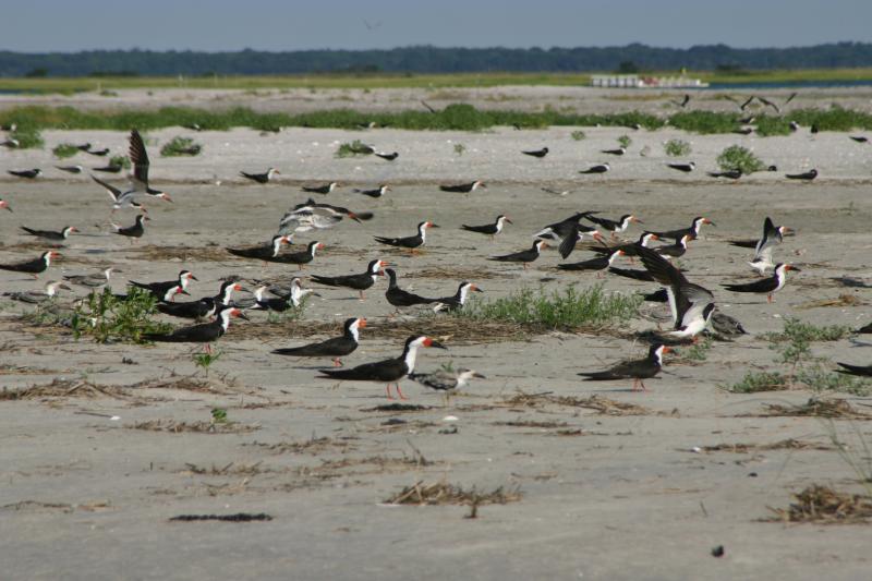 Skimmers with Chicks
