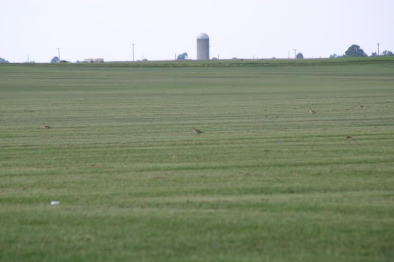 Upland Sandpipers in distance