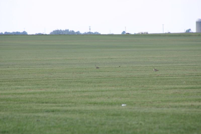 Upland Sandpipers in distance