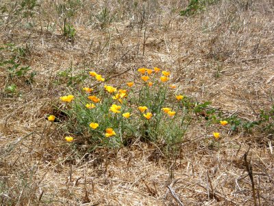 California Poppies