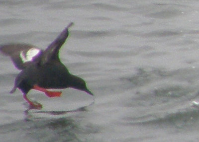 Guillemot showing Feet