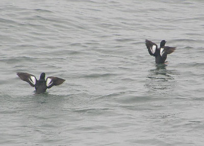 Guillemots' wings