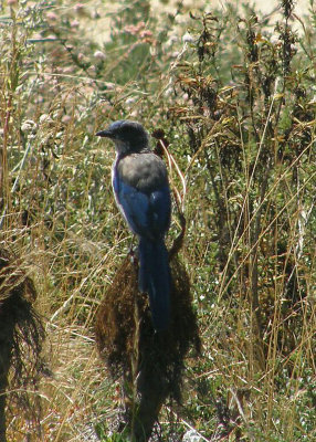 Western Scrub-jay
