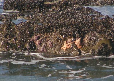 Starfish
