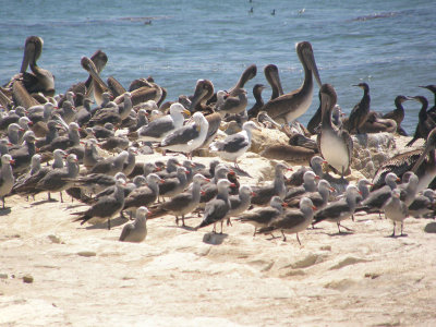 Gulls and Pelicans