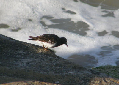 Black Turnstone