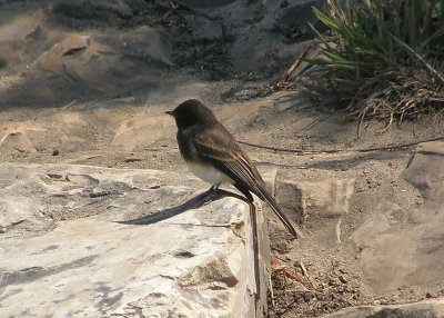 Black Phoebe