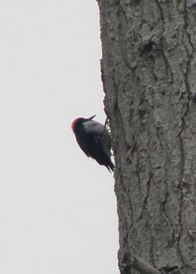 Acorn Woodpecker