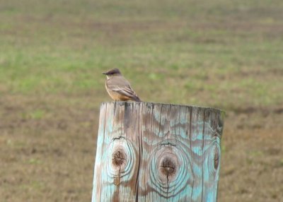 Say's Phoebe