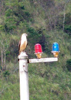 Yellow-headed Caracara