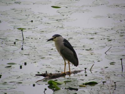 Black-crowned Night-Heron