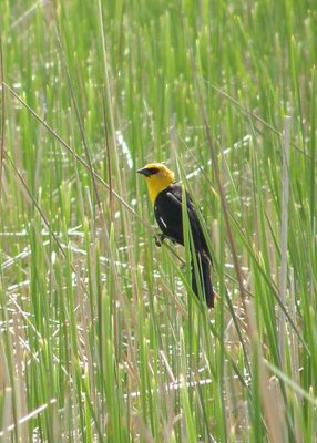 Yellow-headed Blackbird