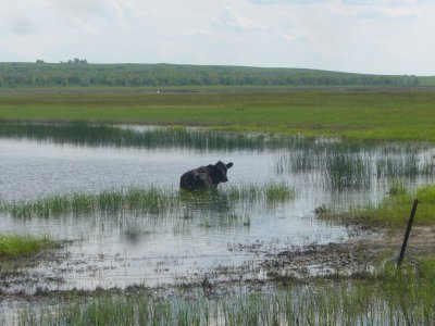 Pelagic cow