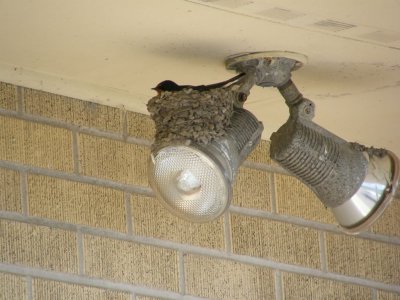 Barn Swallow on Nest