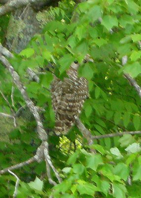 Barred Owl - never found Great Gray