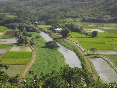 Overlook of Taro Plantation