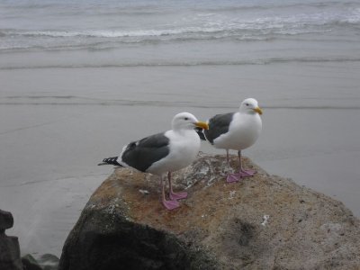 Two Western Gulls