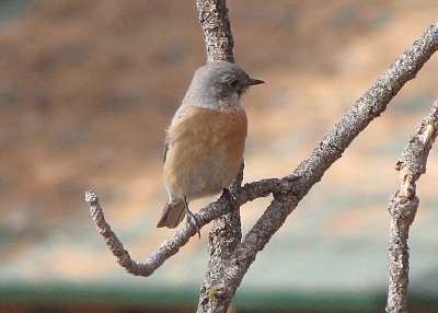 Western Bluebird Female