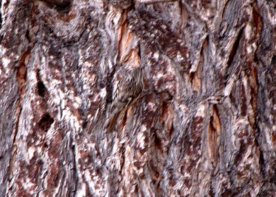 Brown Creeper