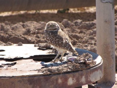 1st Burrowing Owl found by Dani