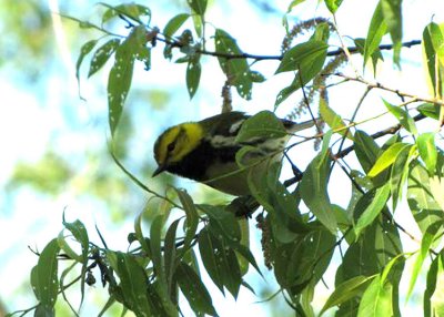 Black-throated Green Warbler