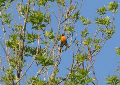 Northern  Oriole