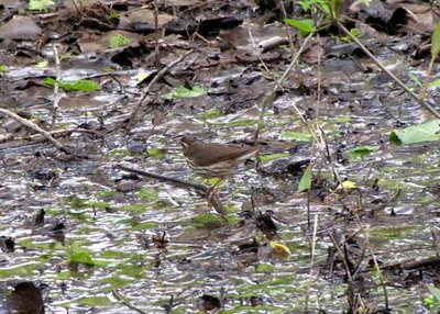 Northern Waterthrush