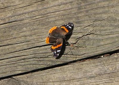 Red Admiral