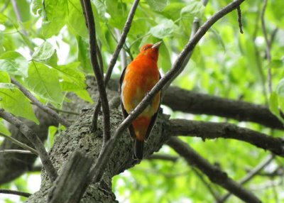 Young Male Scarlet Tanager