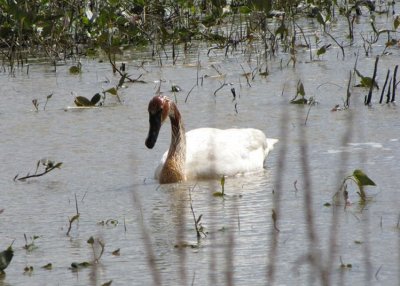 Trumpeter Swan