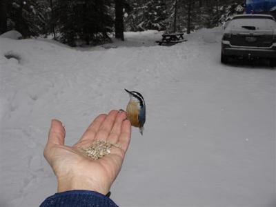 Red-breasted Nuthatch