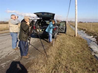 Looking at Snowy Owl