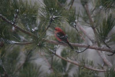 Pine Grosbeak 2