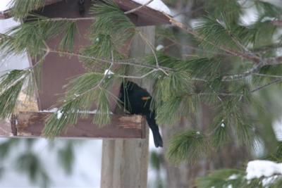Red-winged Blackbird